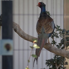 Green Pheasant Green Pheasant